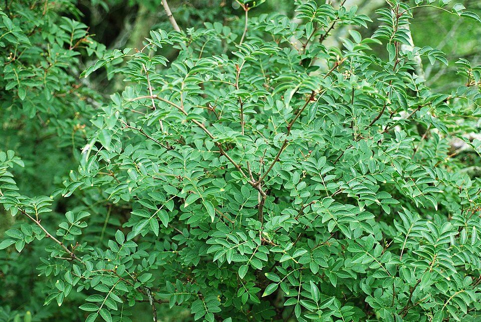 Chinese-Pepper photo 5