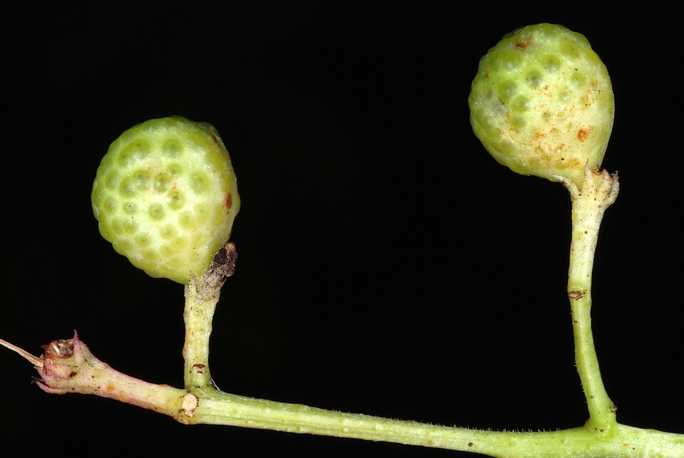 Chinese-Pepper photo 6