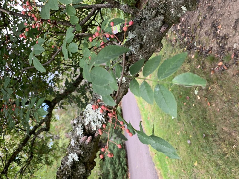 Chinese-Pepper photo 7