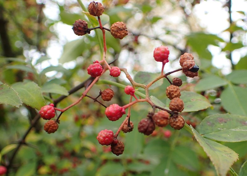 Chinese-Pepper photo 8