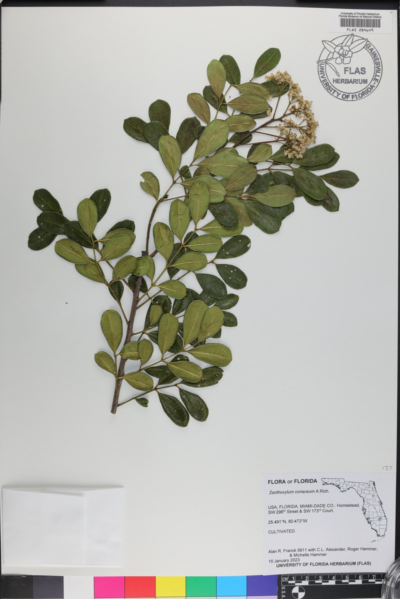Biscayne Pricklyash