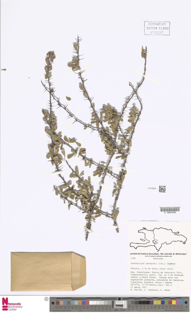 Zanthoxylum taediosum subsp. leonardii