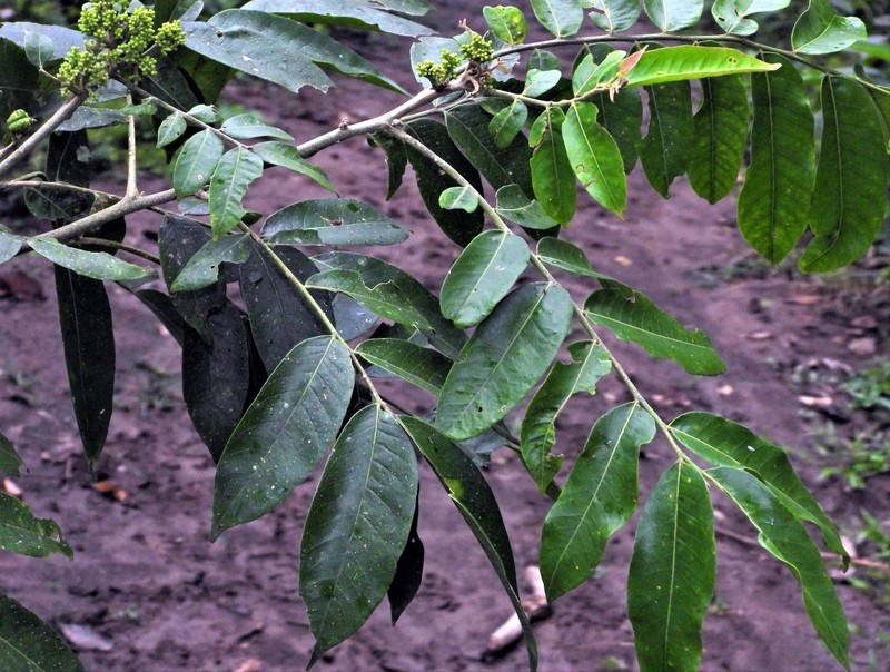 Zanthoxylum tambopatense