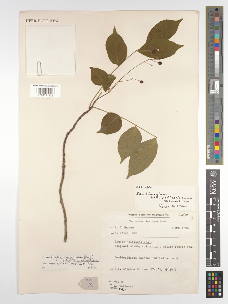 Zanthoxylum tenuipedicellatum