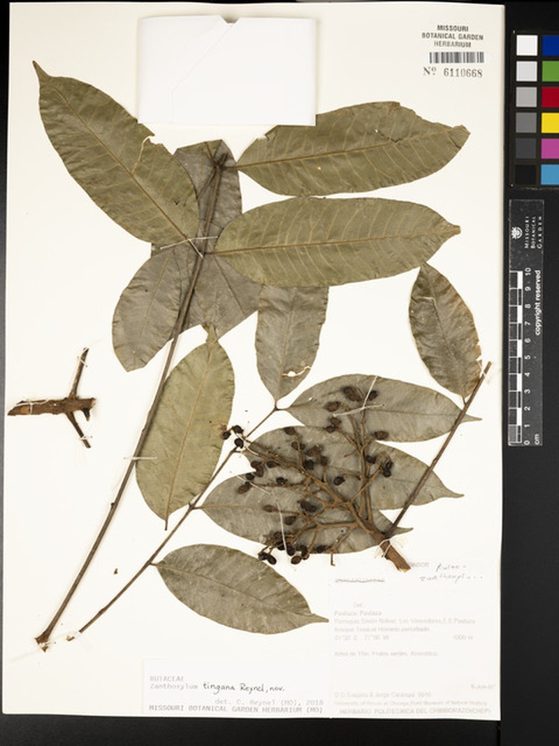 Zanthoxylum tingana