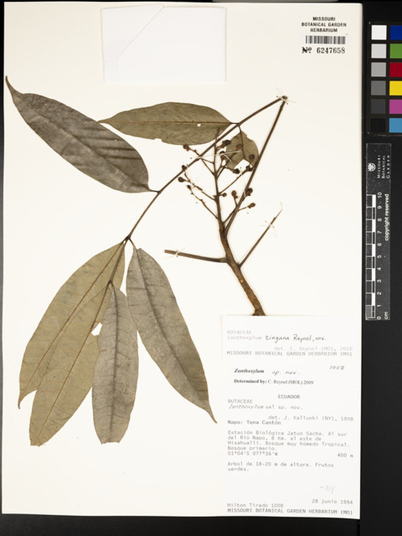 Zanthoxylum tingana photo 2