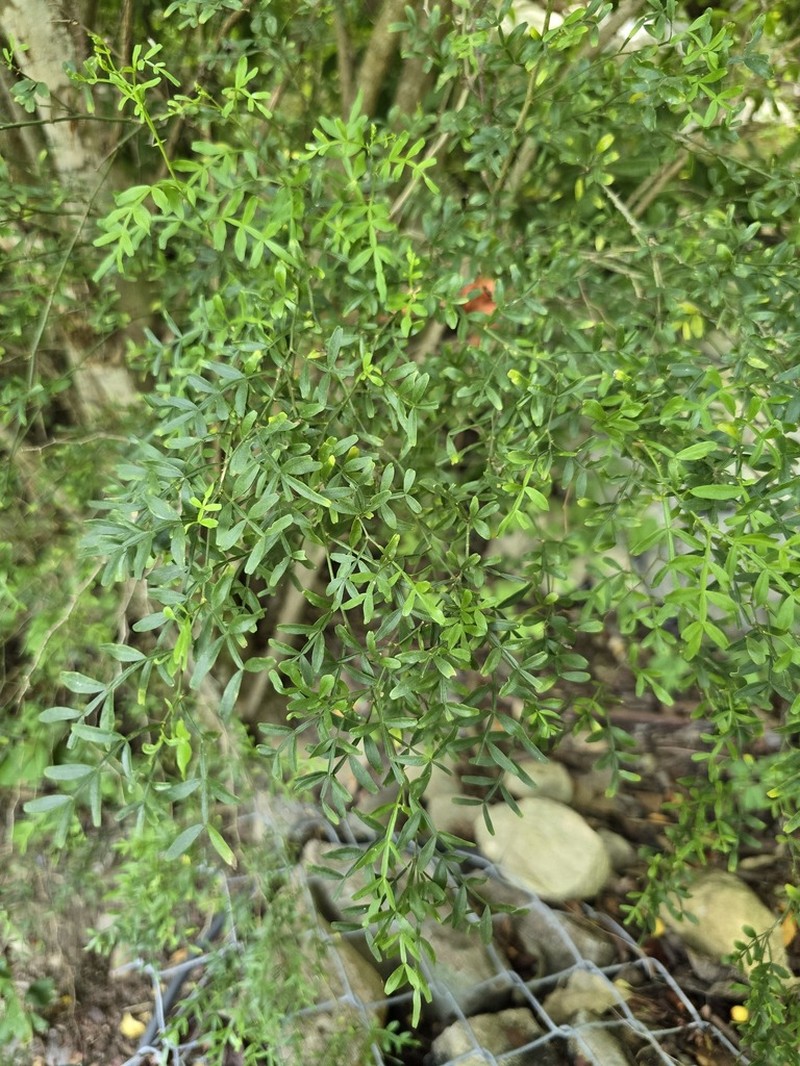 Niaragato photo 3