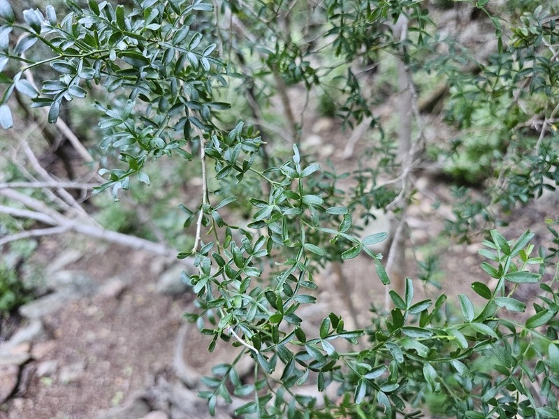 Niaragato photo 4