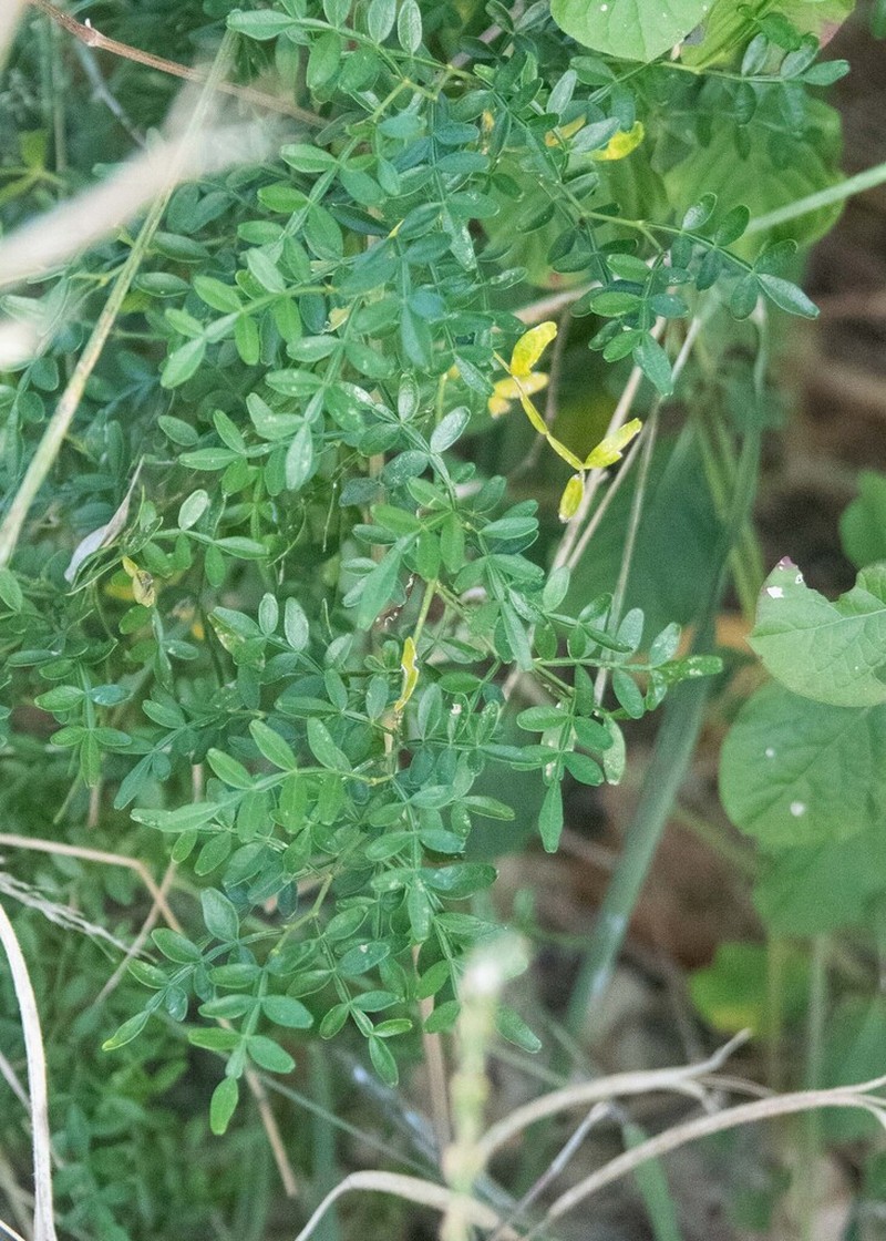 Niaragato photo 6