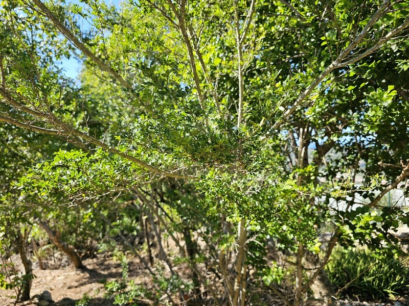 Niaragato photo 7