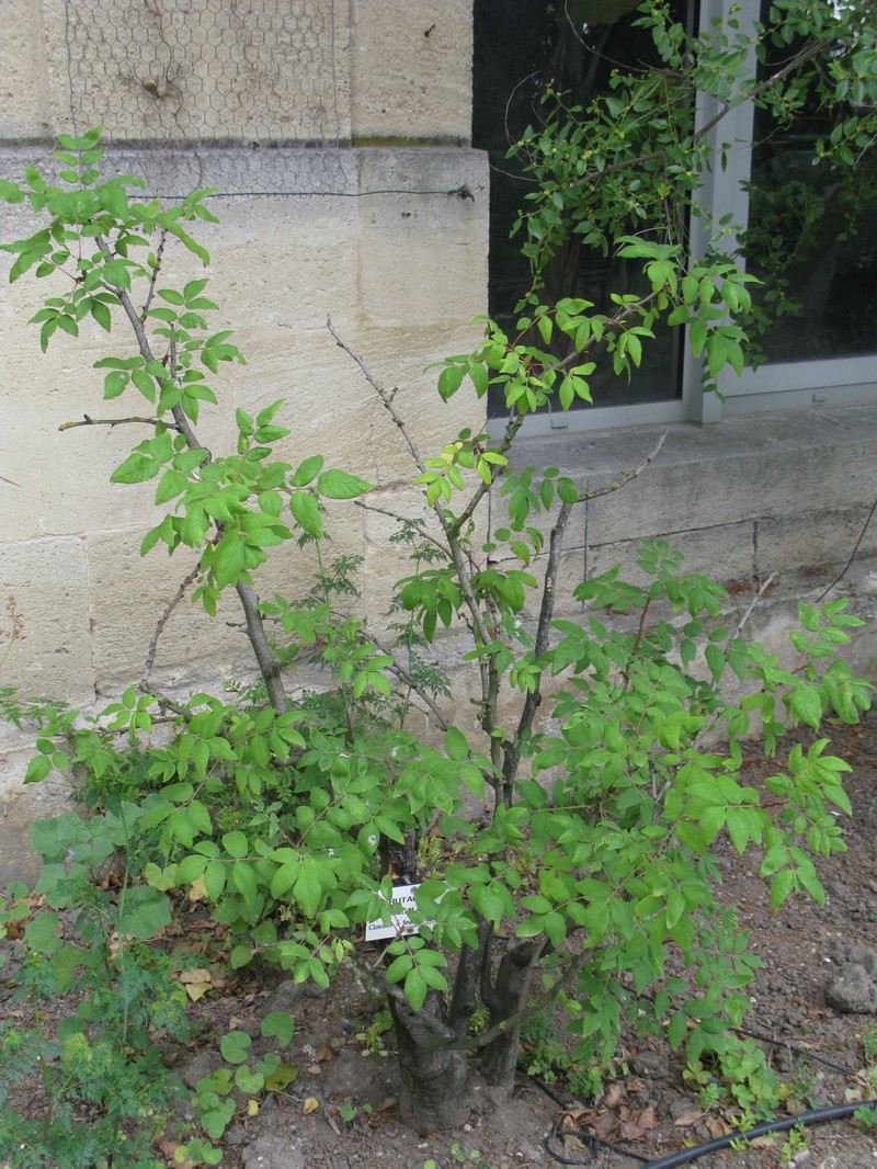 Common Pricklyash photo 2