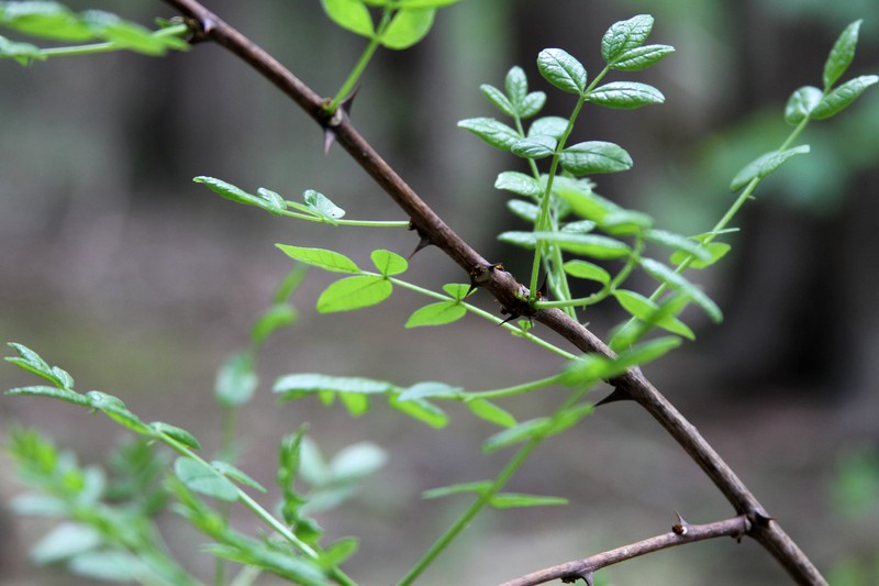 Common Pricklyash photo 3