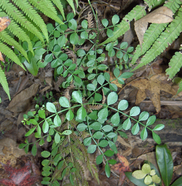 Lime Pricklyash photo 2