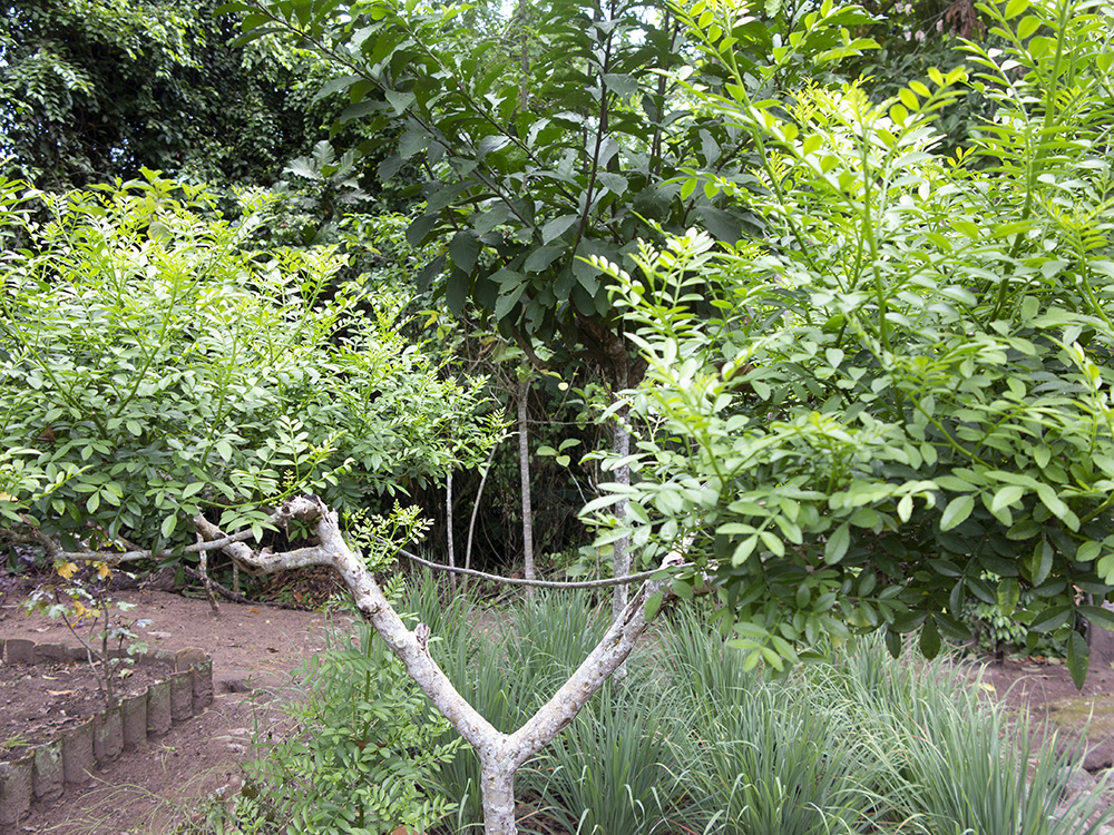 Lime Pricklyash photo 3