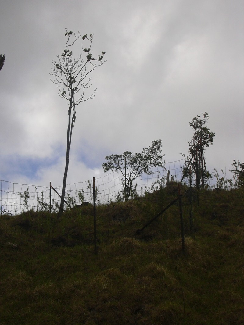 Hawai'I Pricklyash photo 4