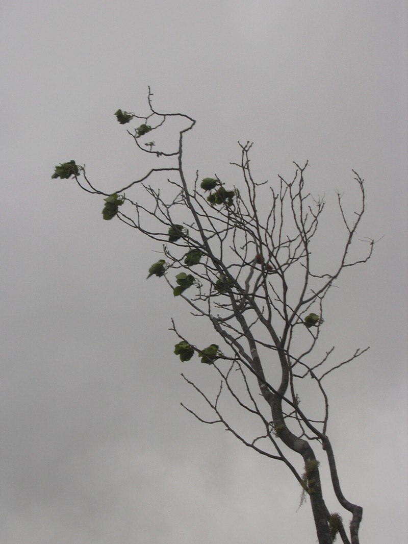 Hawai'I Pricklyash photo 5