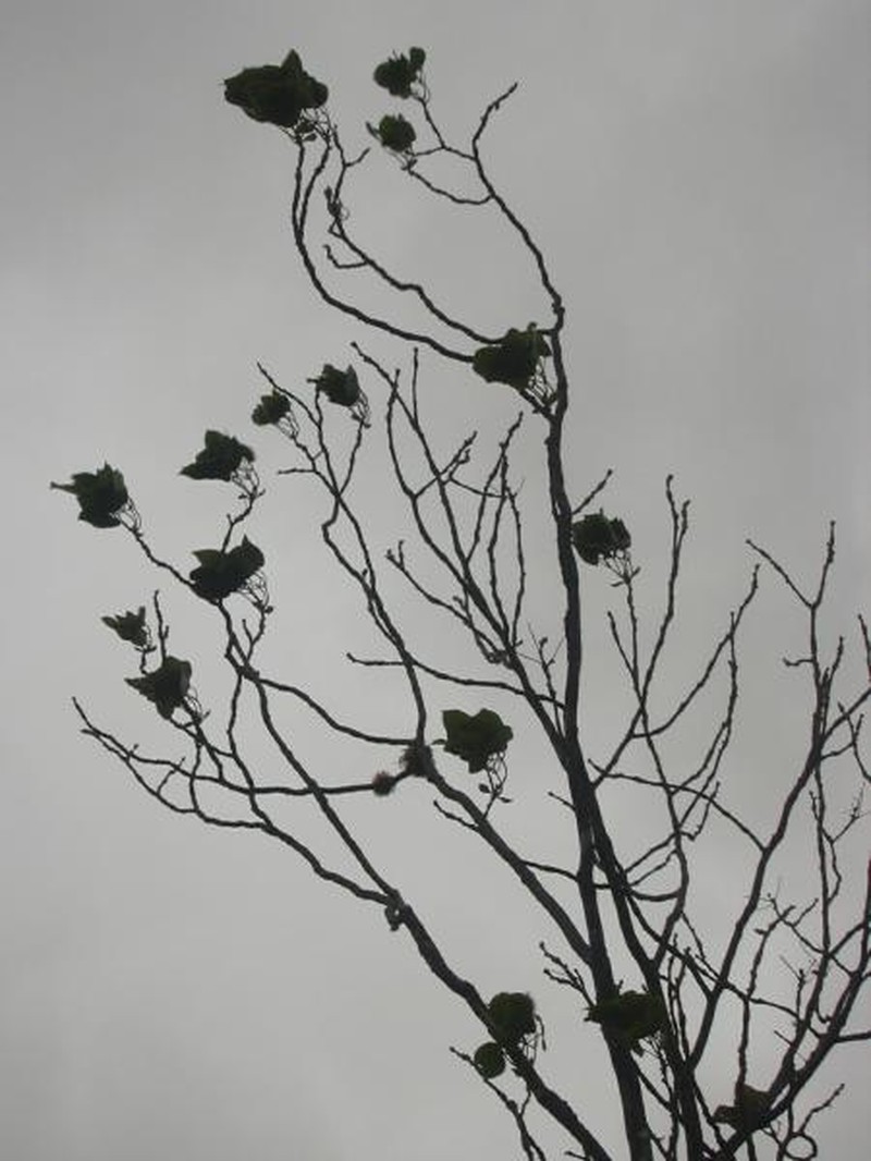 Hawai'I Pricklyash photo 3