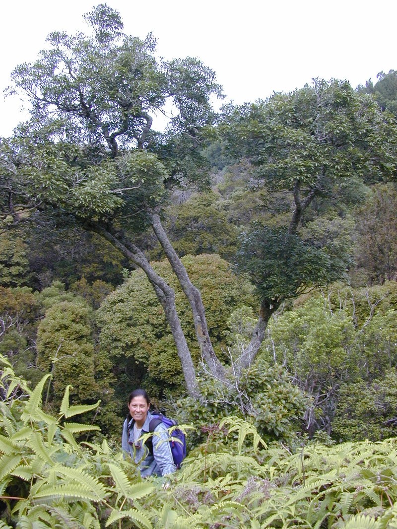 Kauai Pricklyash photo 2