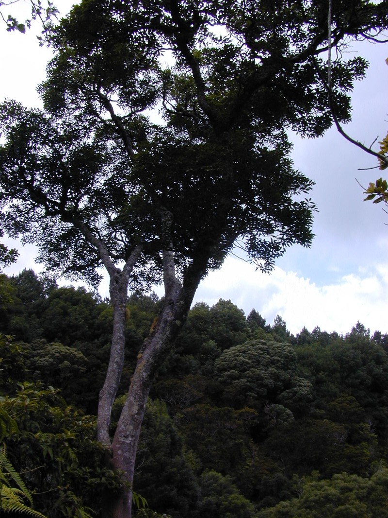 Kauai Pricklyash photo 3