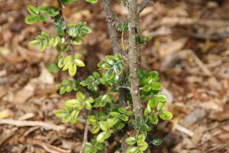 Dotted Pricklyash photo 2