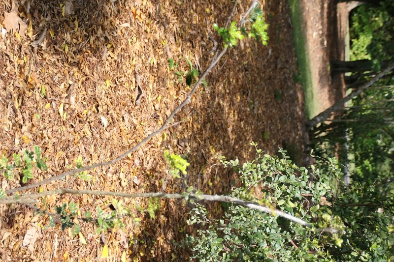 Dotted Pricklyash photo 3