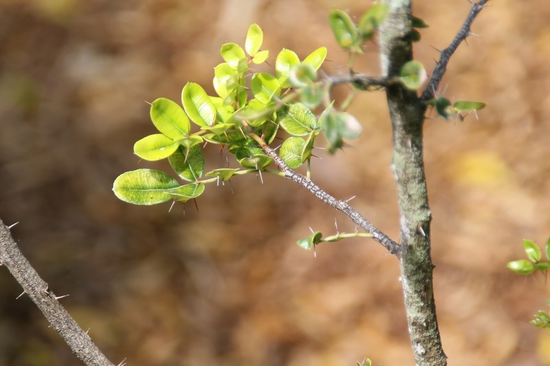 Dotted Pricklyash photo 4