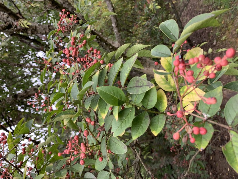 Chinese-Pepper photo 3