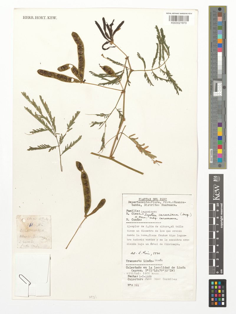 Zapoteca caracasana subsp. caracasana photo 2