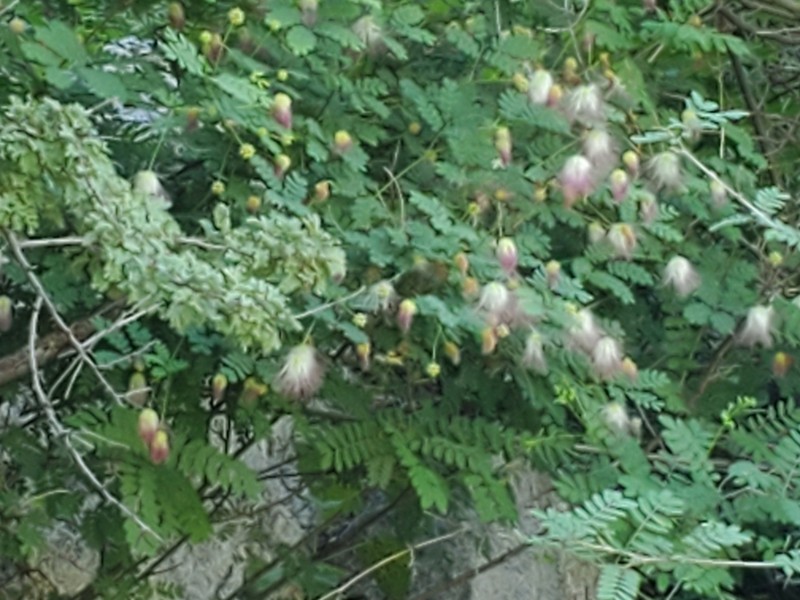 Schott's Stickpea