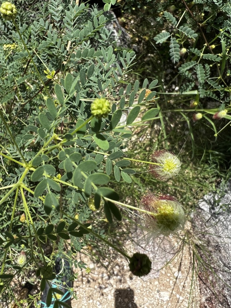 Schott's Stickpea photo 2