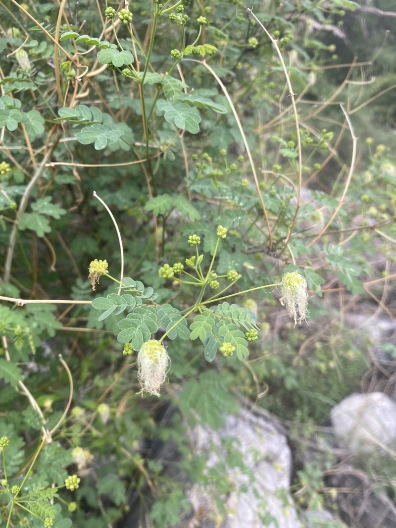 Schott's Stickpea photo 3
