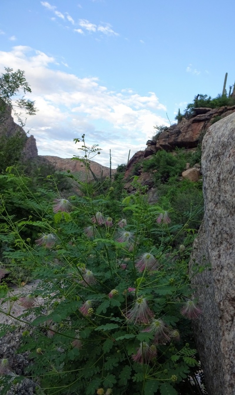 Schott's Stickpea photo 6