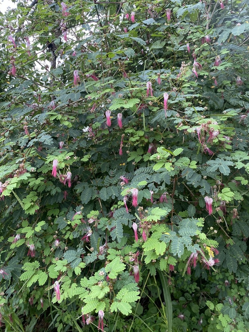 Schott's Stickpea photo 7