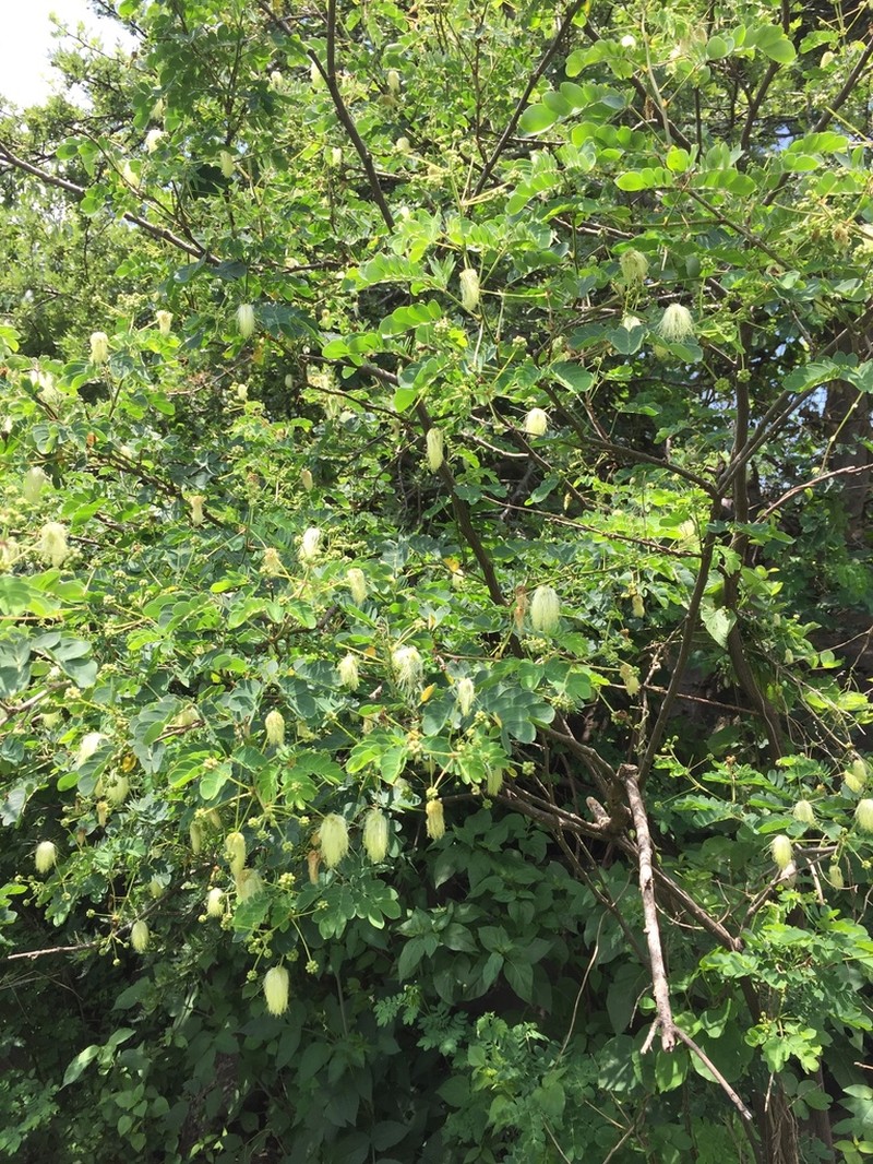 Schott's Stickpea photo 8