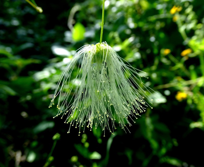 Zapoteca formosa subsp. formosa