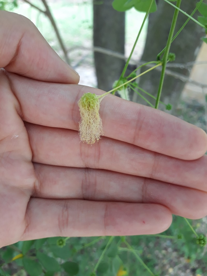 Zapoteca formosa subsp. formosa photo 2