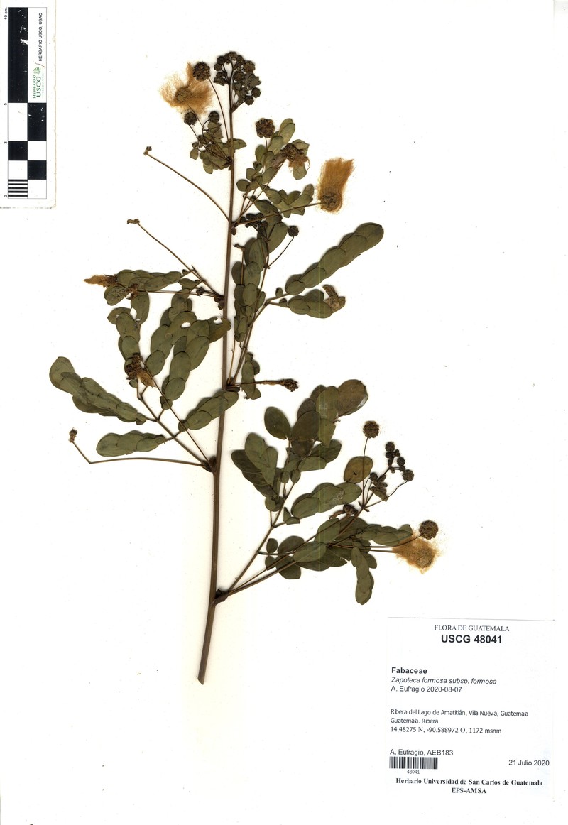 Zapoteca formosa subsp. formosa photo 3