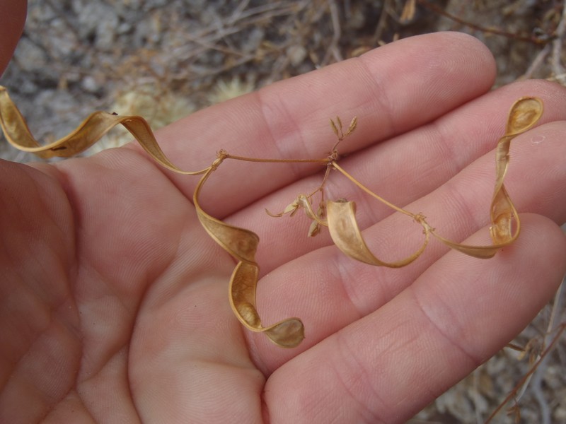 Zapoteca formosa subsp. schottii
