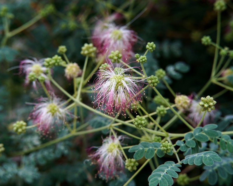 Zapoteca formosa subsp. schottii photo 2