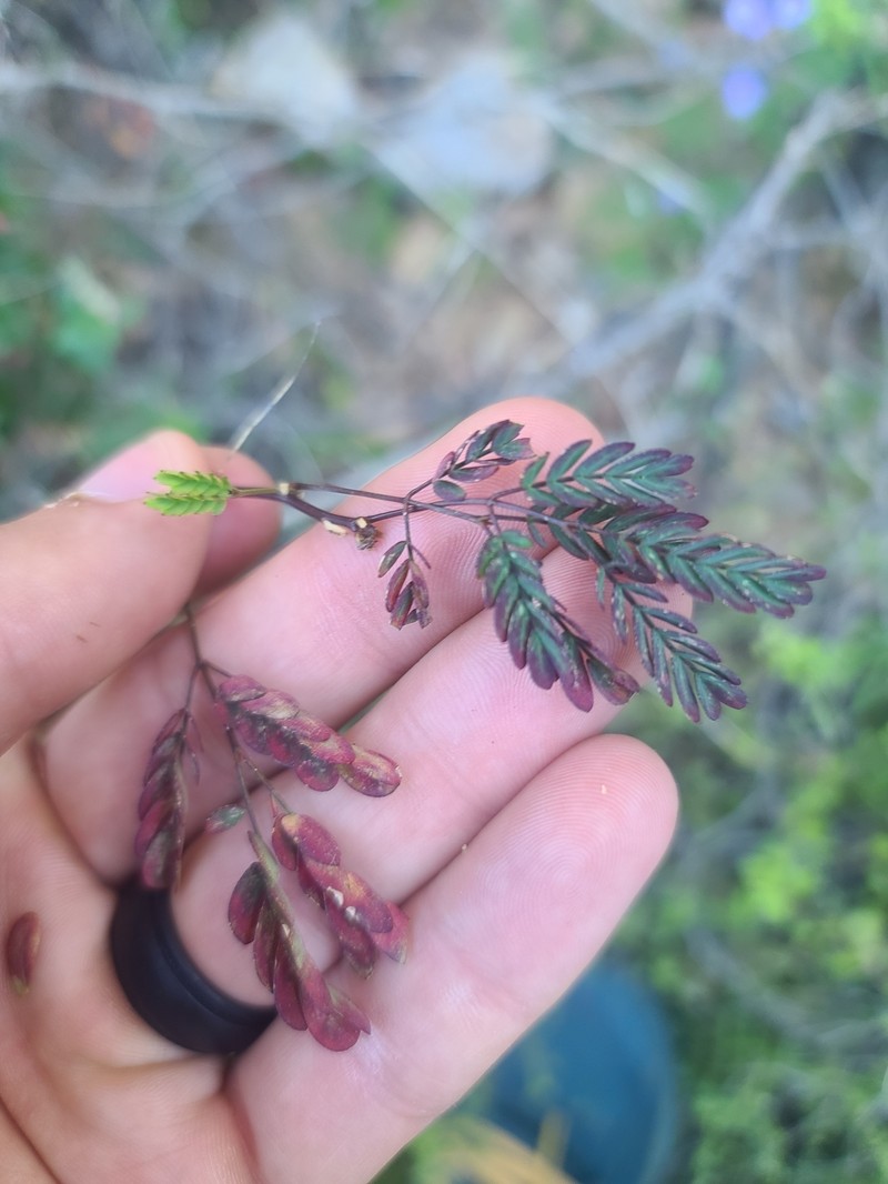 Zapoteca formosa subsp. schottii photo 3