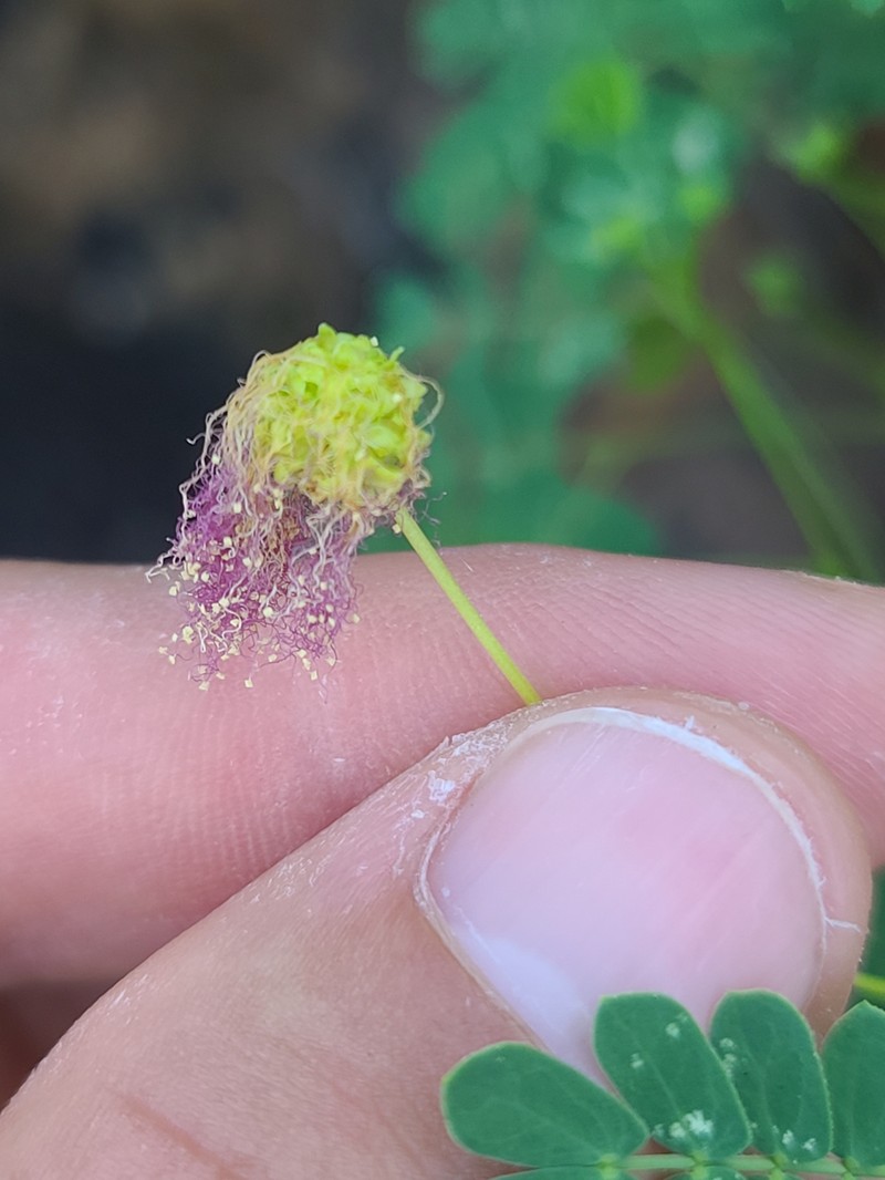 Zapoteca formosa subsp. schottii photo 4