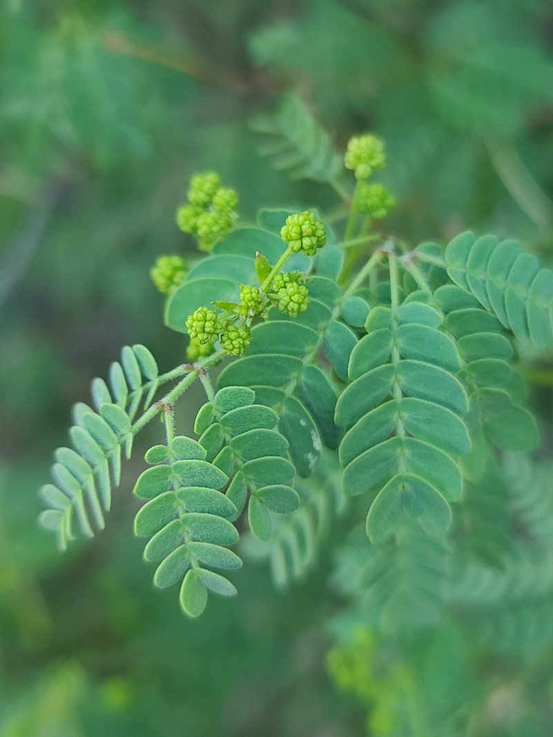 Zapoteca formosa subsp. schottii photo 5