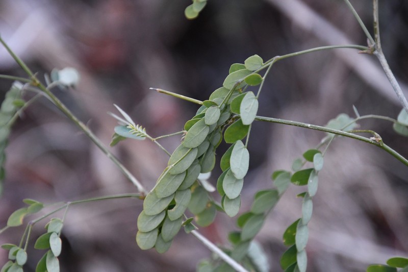 Zapoteca formosa subsp. schottii photo 6