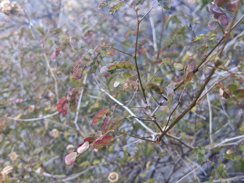 Zapoteca formosa subsp. schottii photo 7