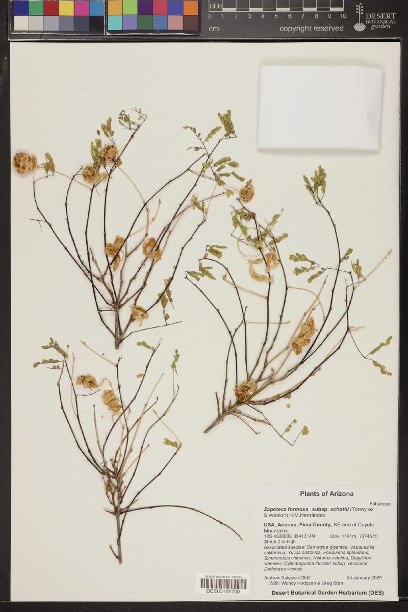 Zapoteca formosa subsp. schottii photo 8