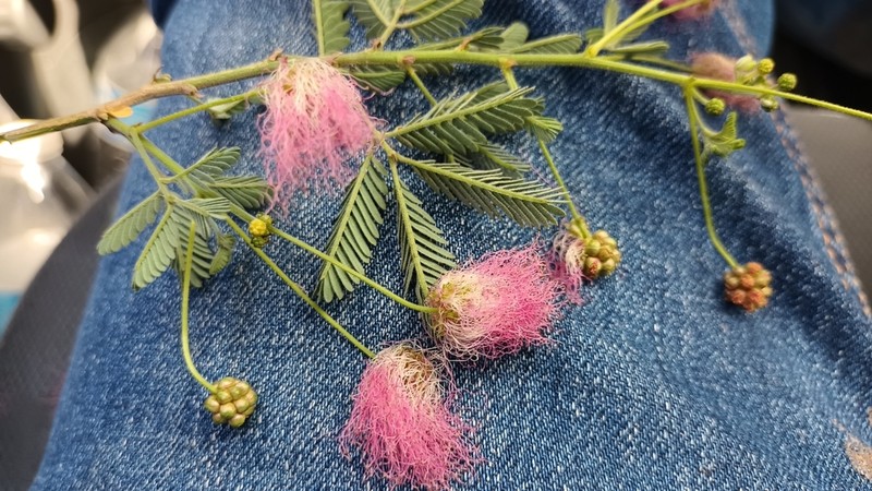 Coulter's Stickpea photo 2