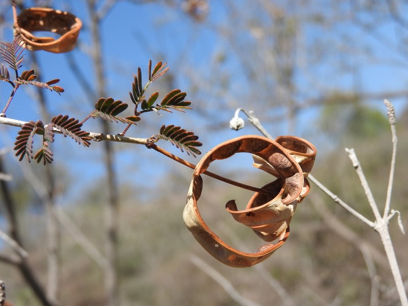Coulter's Stickpea photo 7