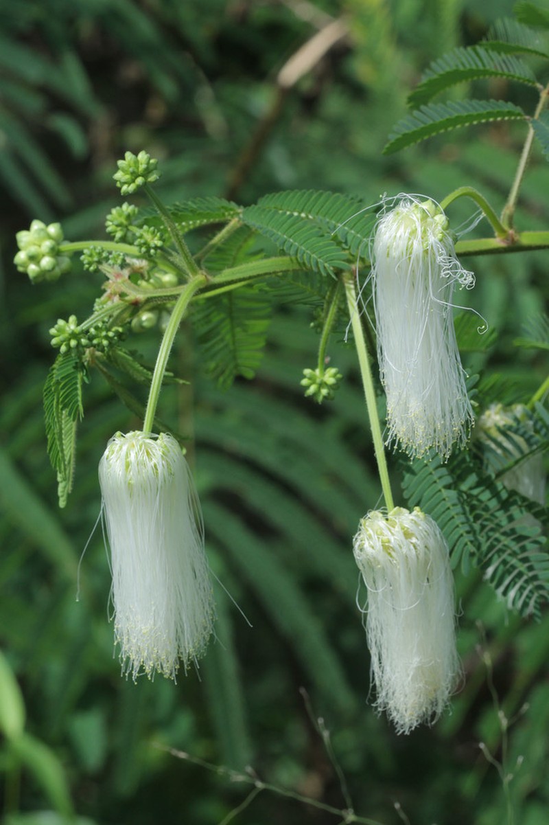 White Stickpea