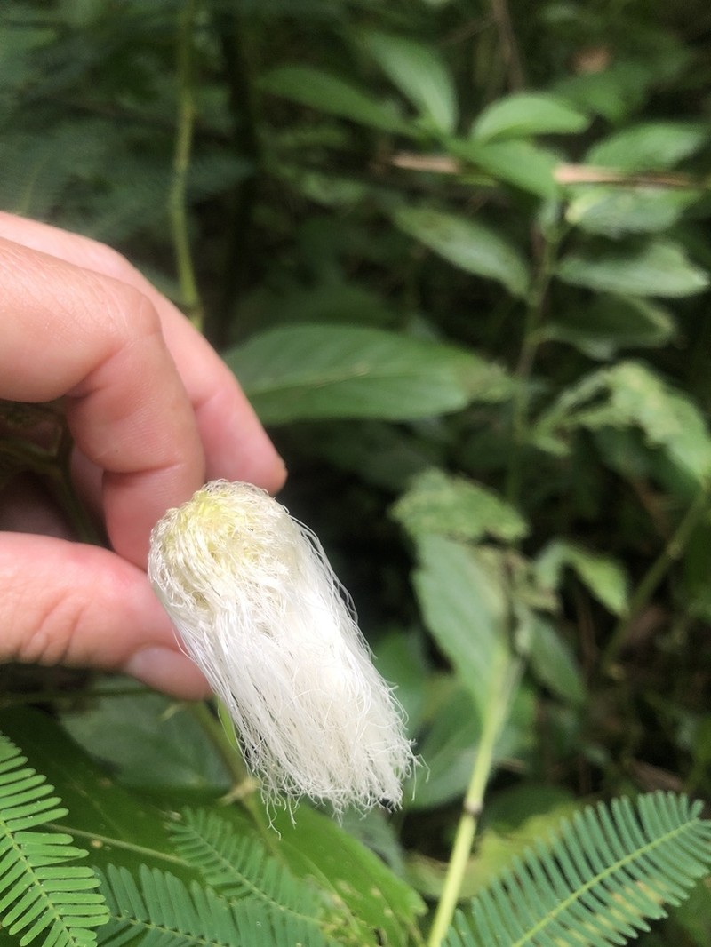 White Stickpea photo 2