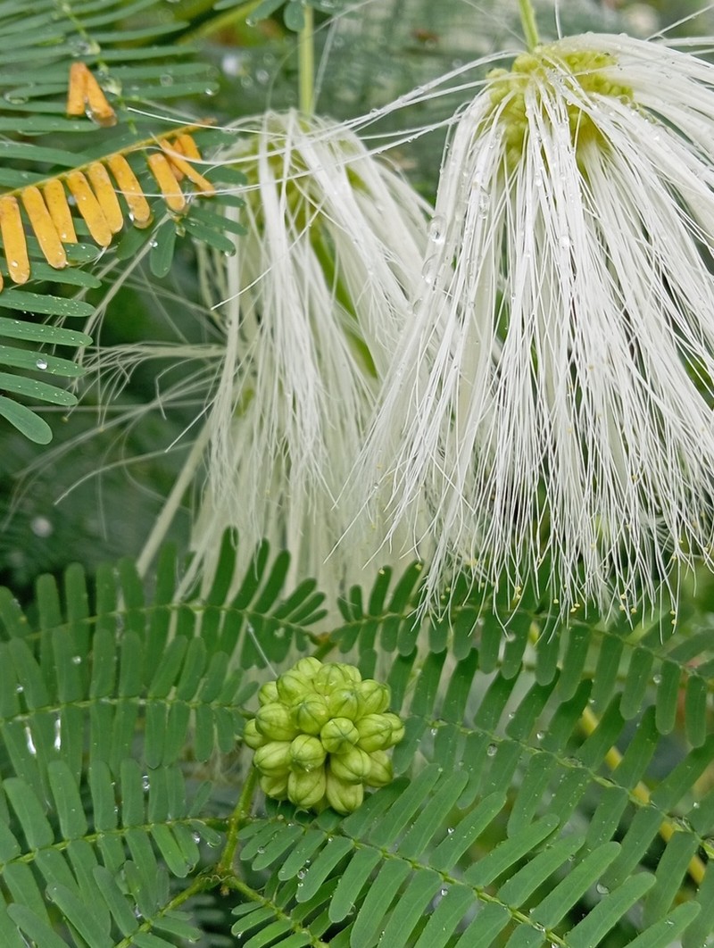 White Stickpea photo 4